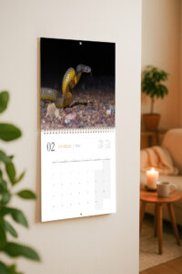 Calendrier Australie 2026 NO ST